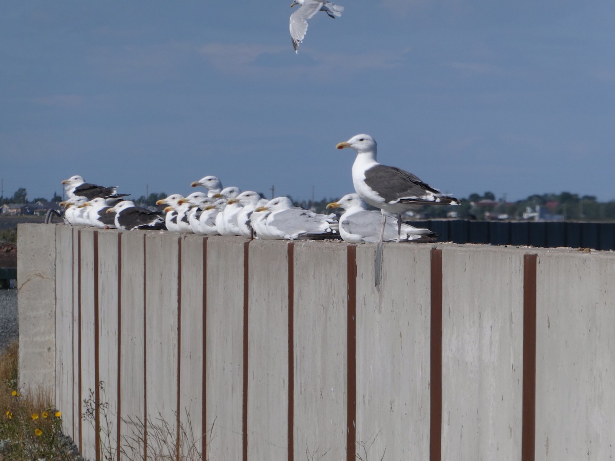American Herring Gull - ML623424380