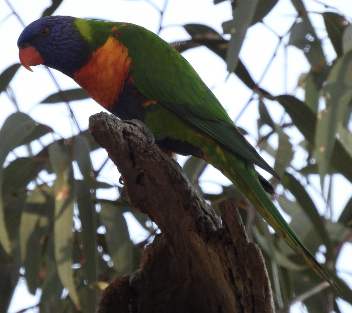 Rainbow Lorikeet - ML623424386