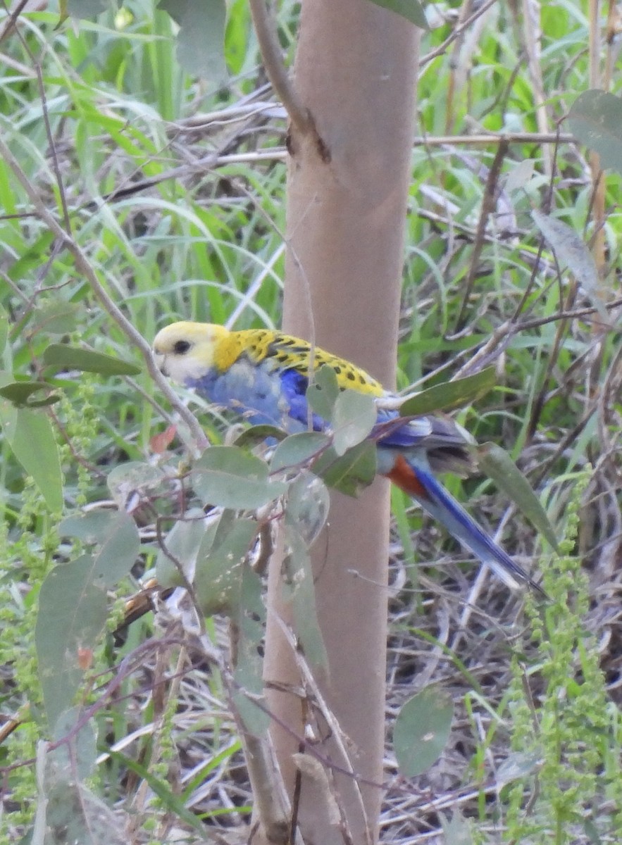 Pale-headed Rosella - ML623424394