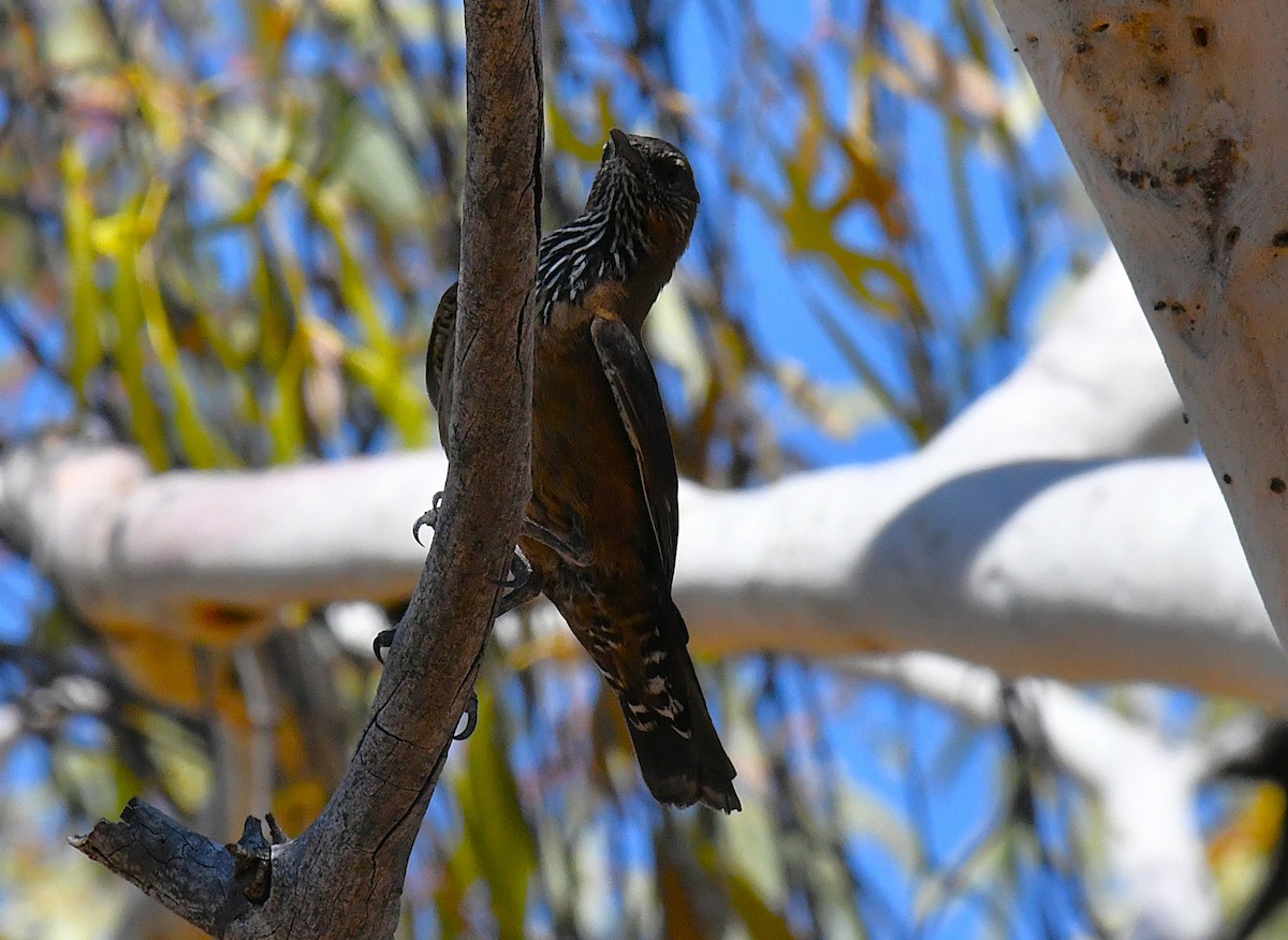 Black-tailed Treecreeper - ML623424396