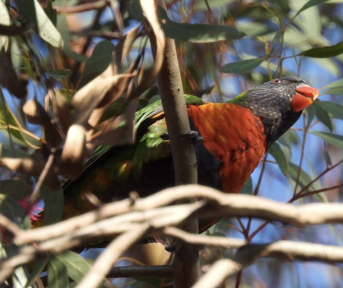 Rainbow Lorikeet - ML623424403