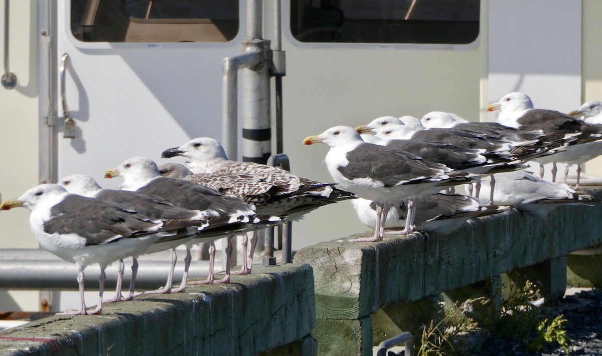 Great Black-backed Gull - ML623424405