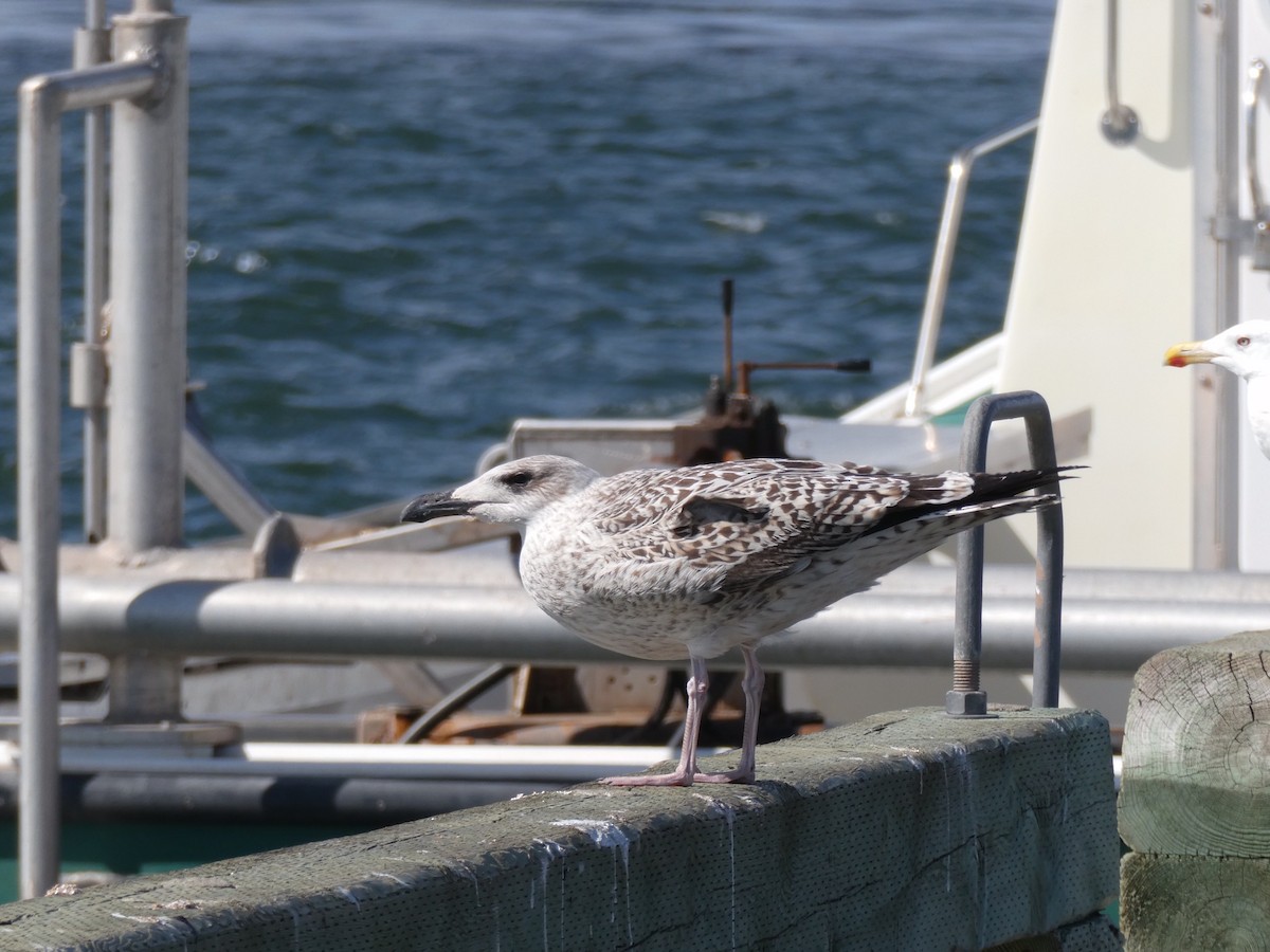 Great Black-backed Gull - ML623424406