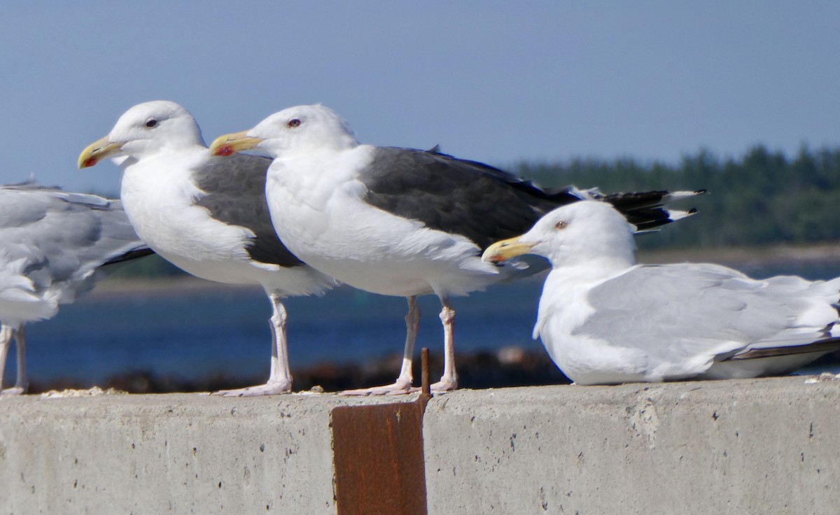 Great Black-backed Gull - ML623424407
