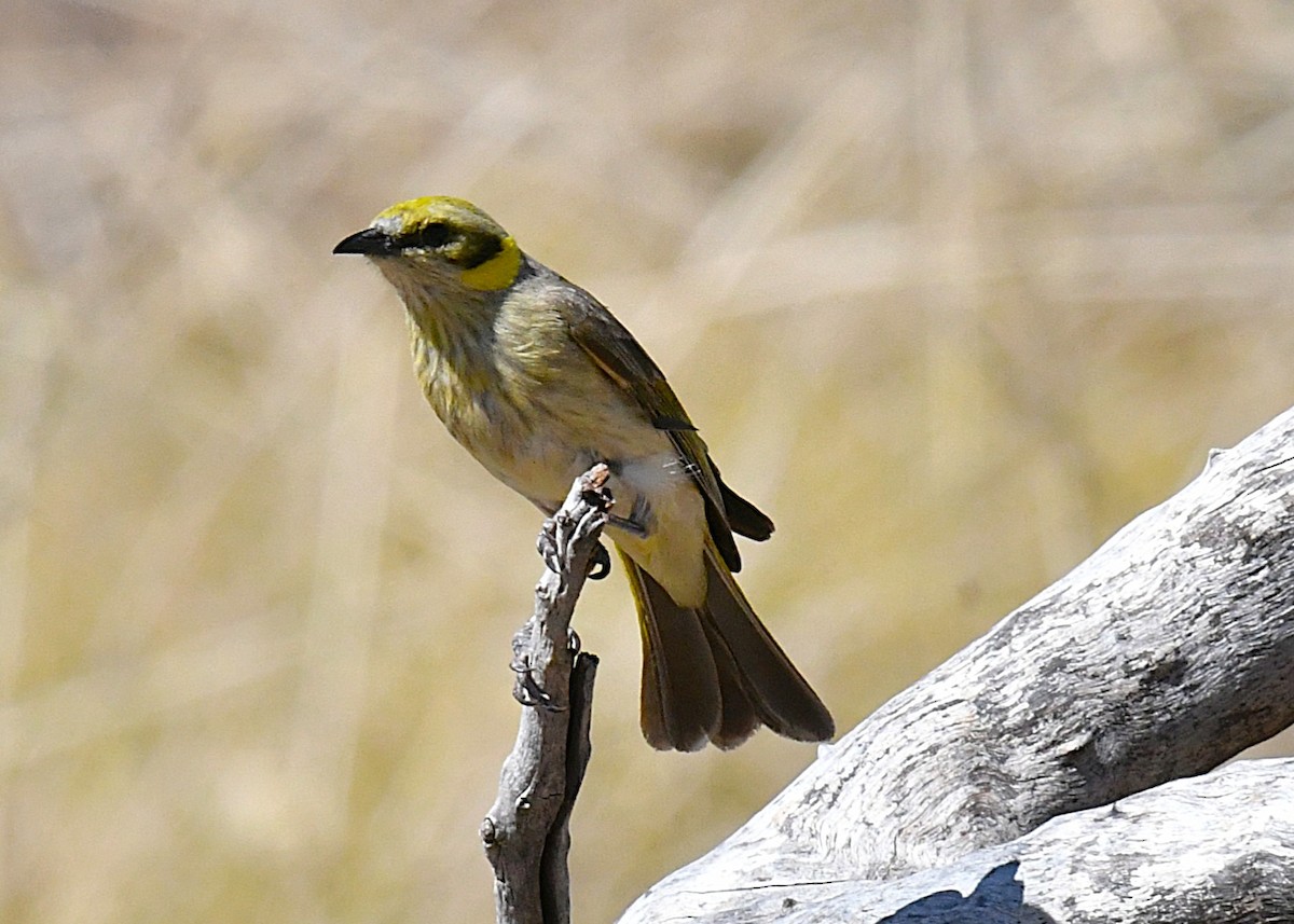 Gray-fronted Honeyeater - ML623424409