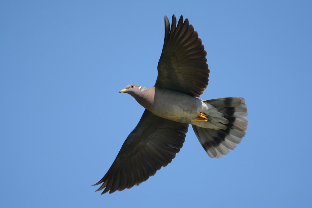 Band-tailed Pigeon - Bridget Spencer
