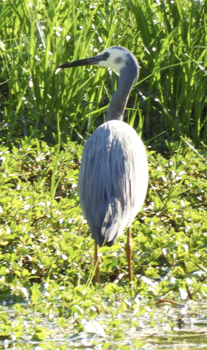 White-faced Heron - ML623424417