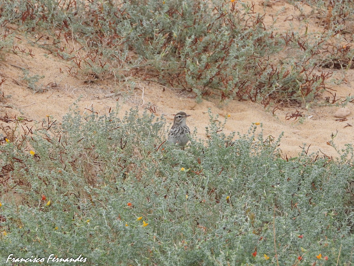 Berthelot's Pipit - ML623424445