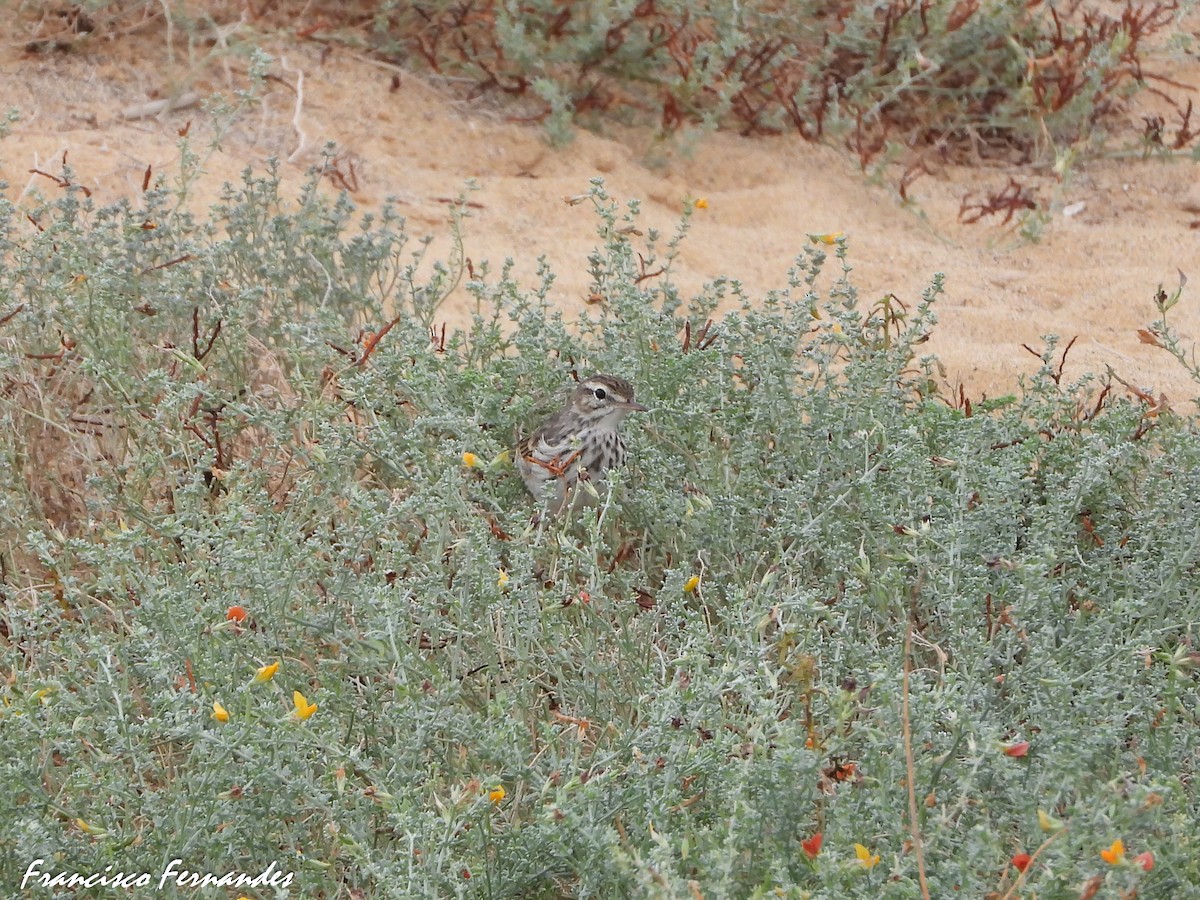 Berthelot's Pipit - ML623424446