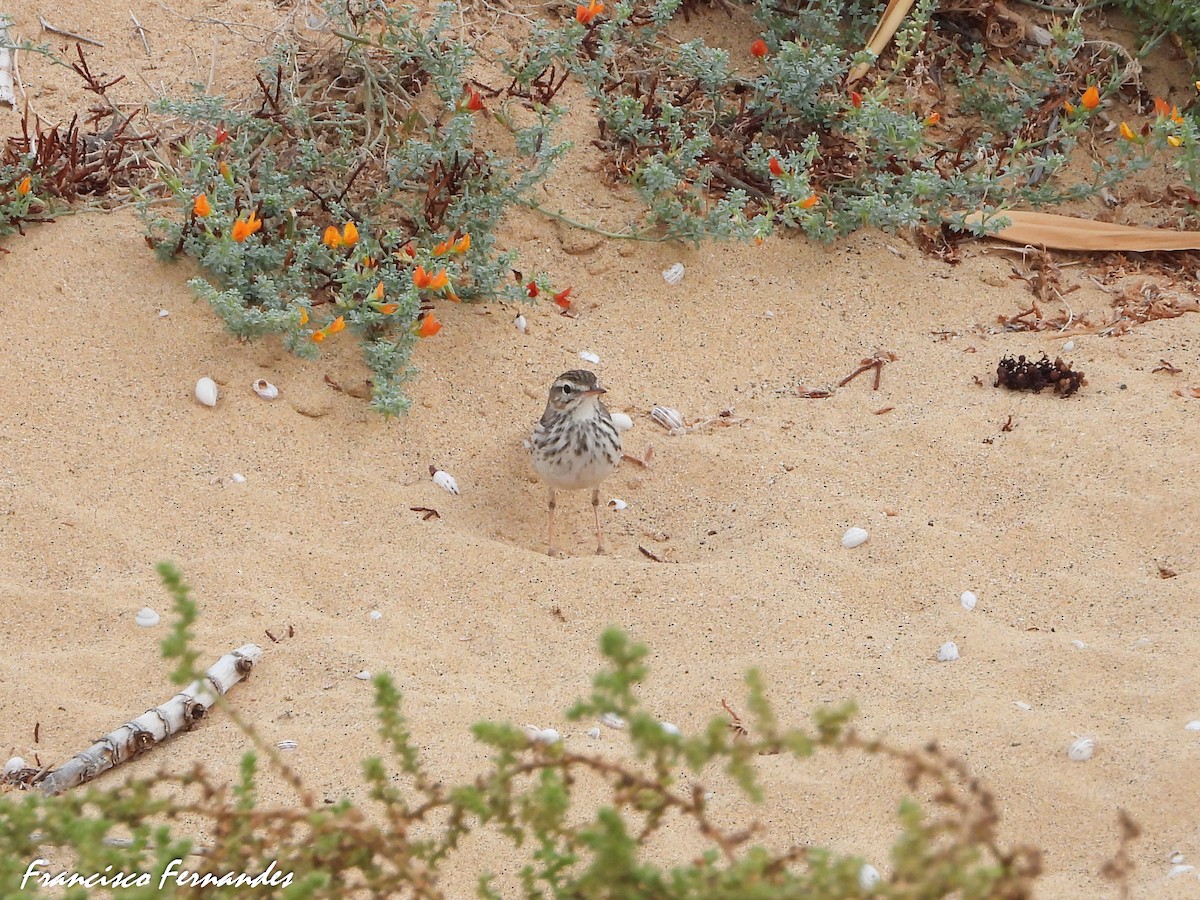 Berthelot's Pipit - ML623424448