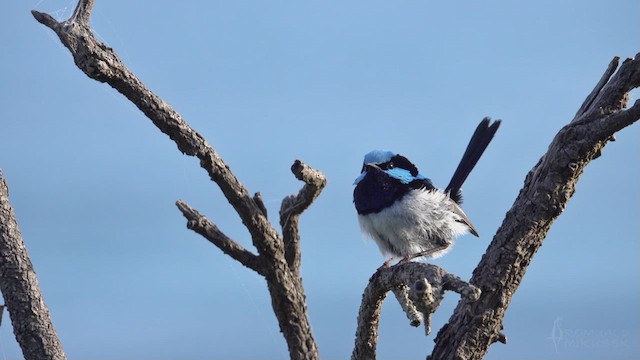 Superb Fairywren - ML623424485