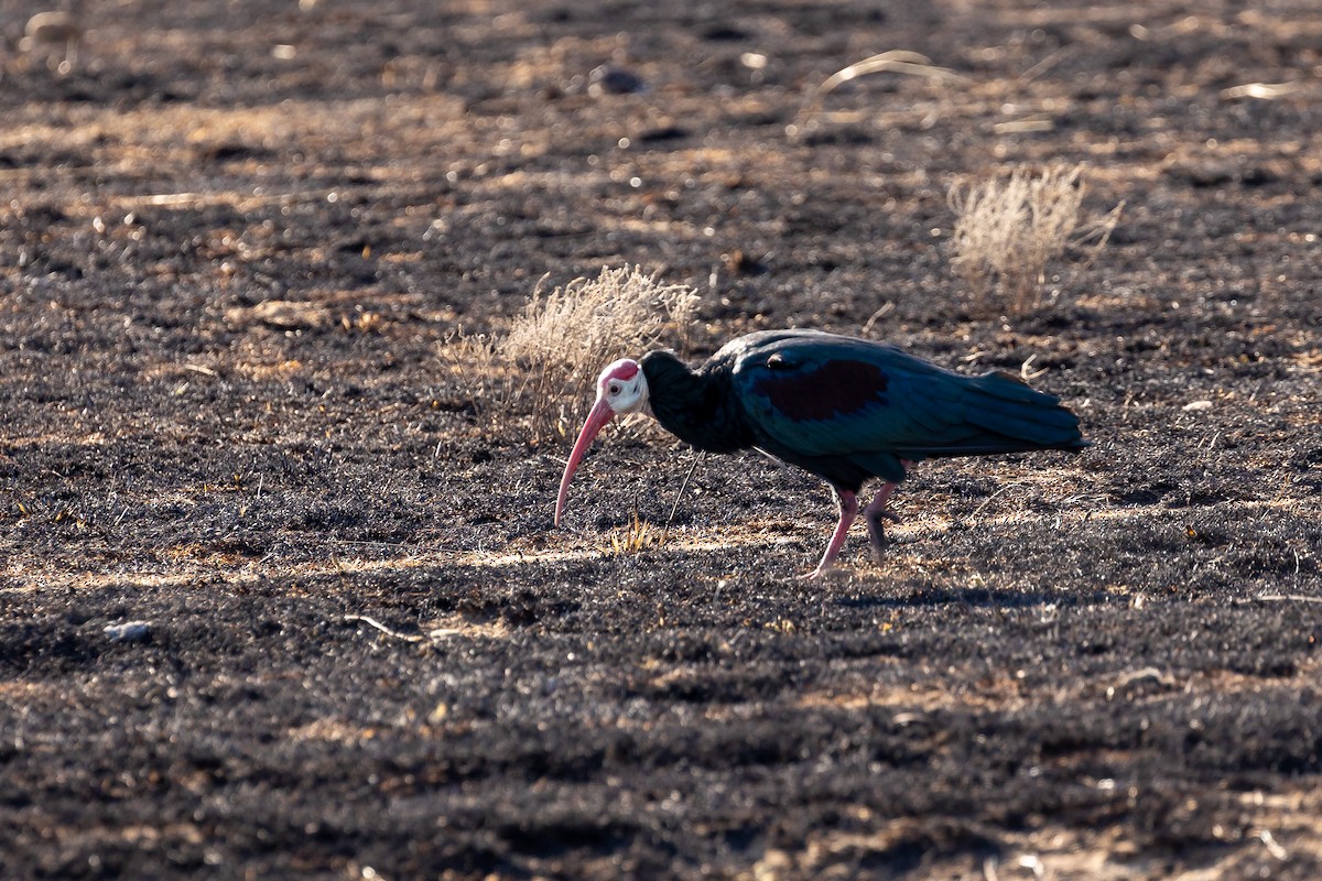 Southern Bald Ibis - Graham Possingham