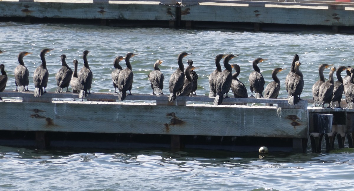 Double-crested Cormorant - ML623424488