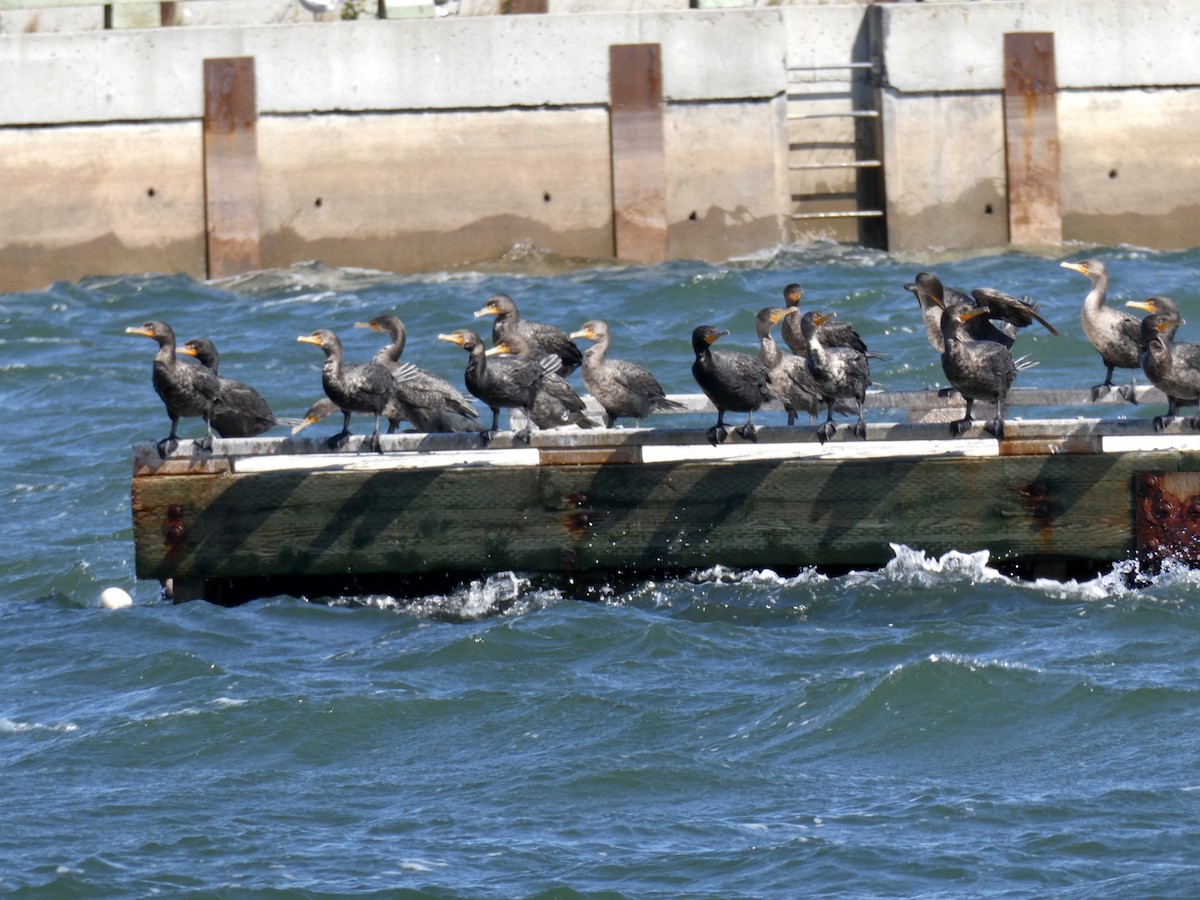Double-crested Cormorant - ML623424496