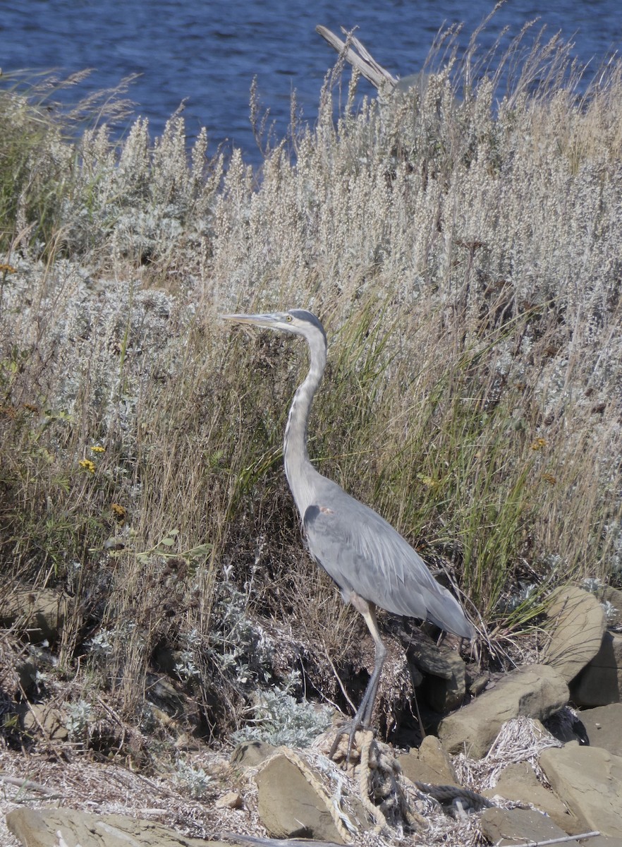 Great Blue Heron - ML623424513