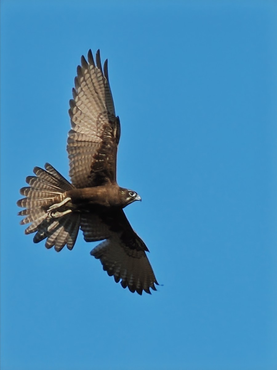 Brown Falcon - ML623424515