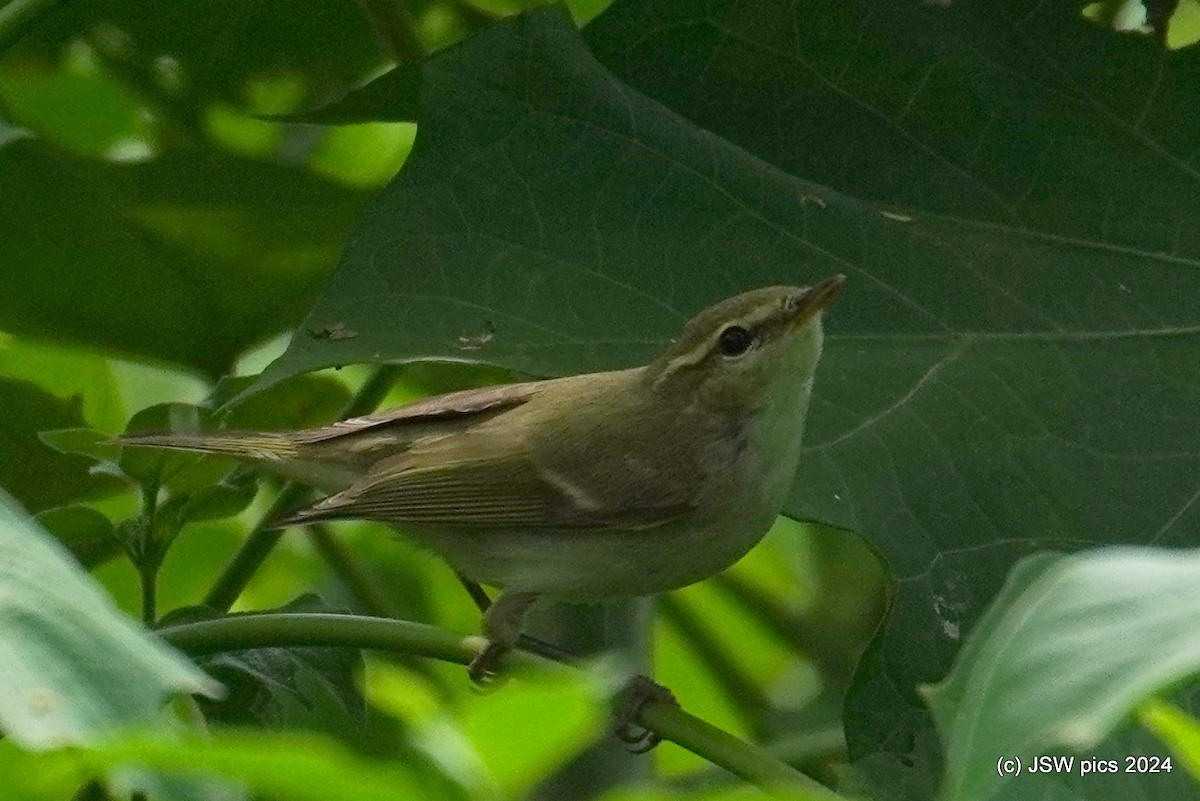 Green Warbler - Jaswinder Waraich