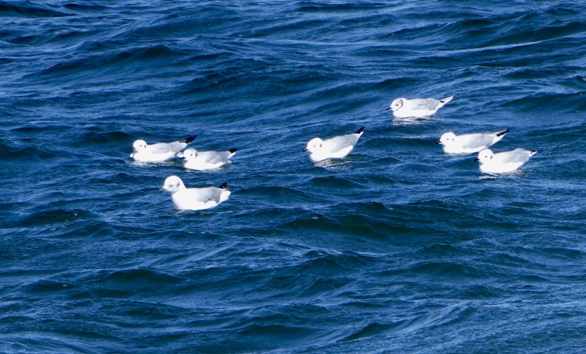 Bonaparte's Gull - ML623424559