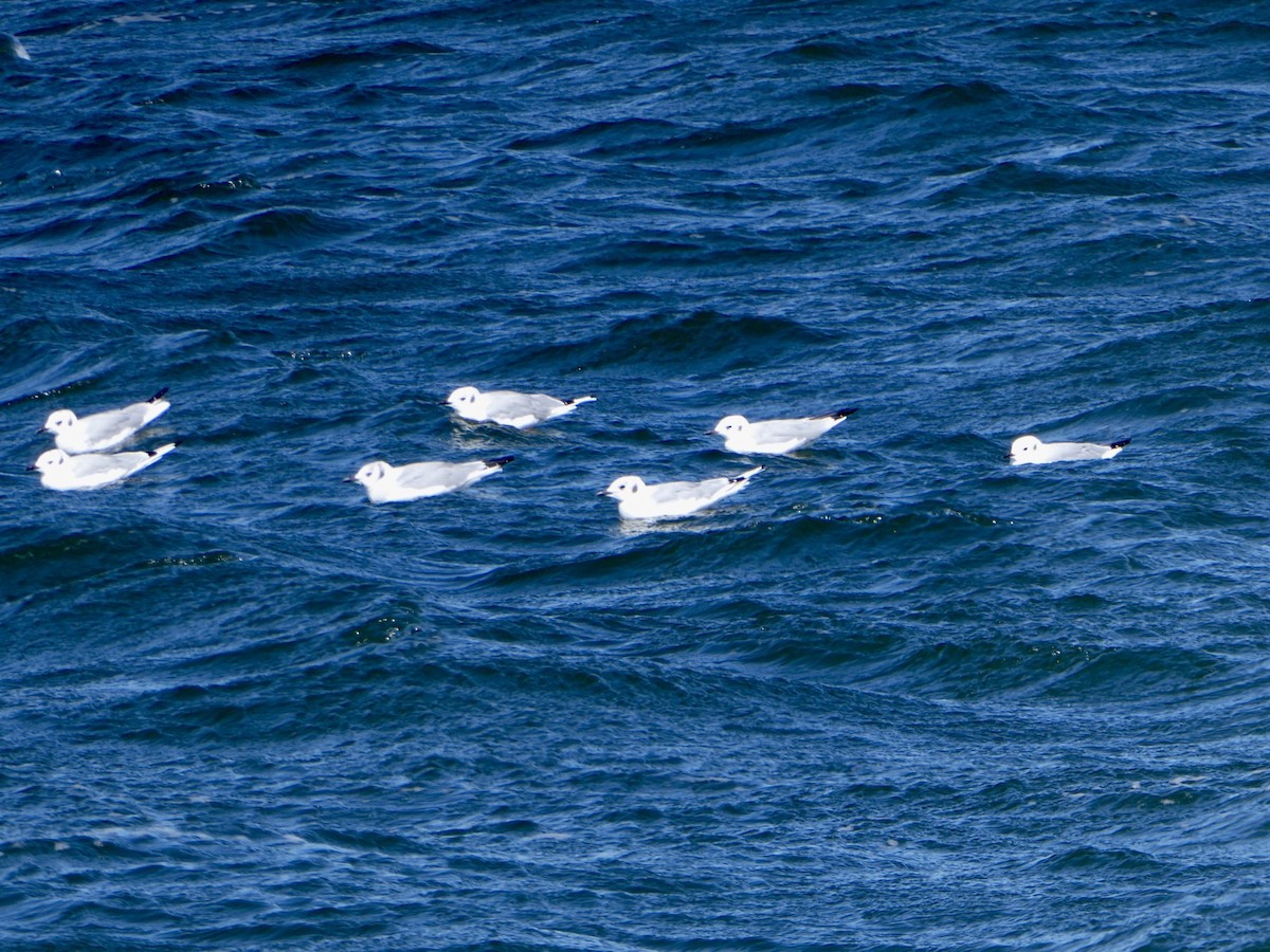 Bonaparte's Gull - ML623424560