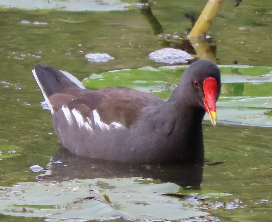 Eurasian Moorhen - George and Teresa Baker