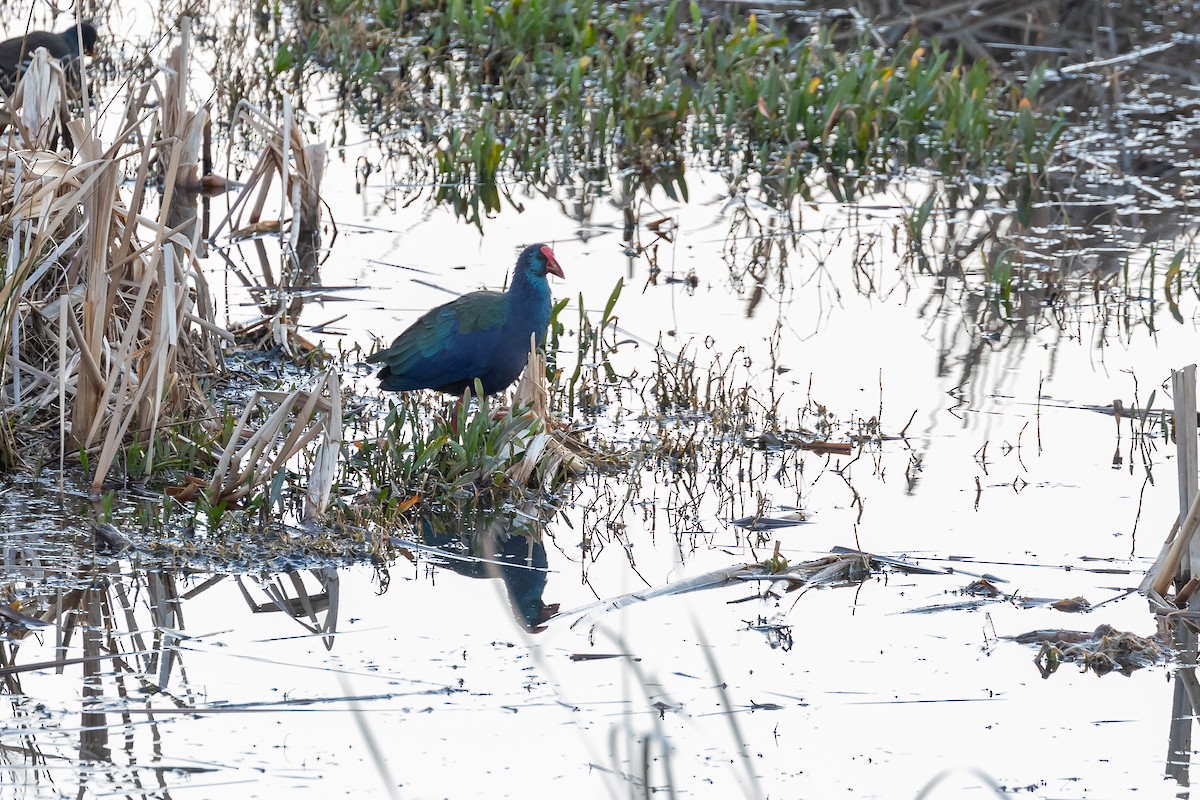 African Swamphen - ML623424580