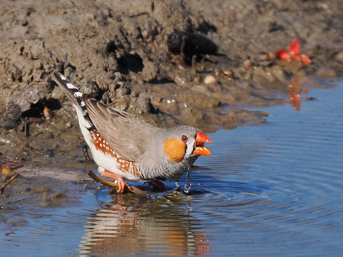 Zebra Finch - ML623424583