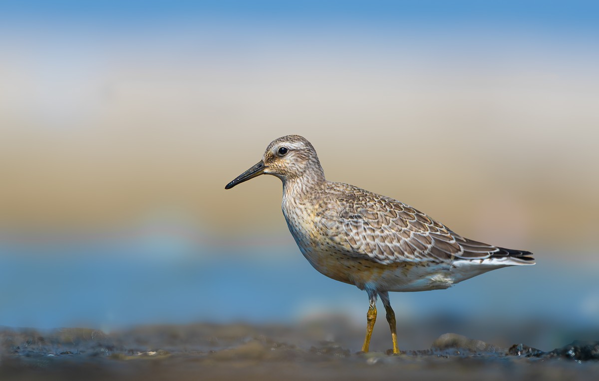 Red Knot - ML623424621