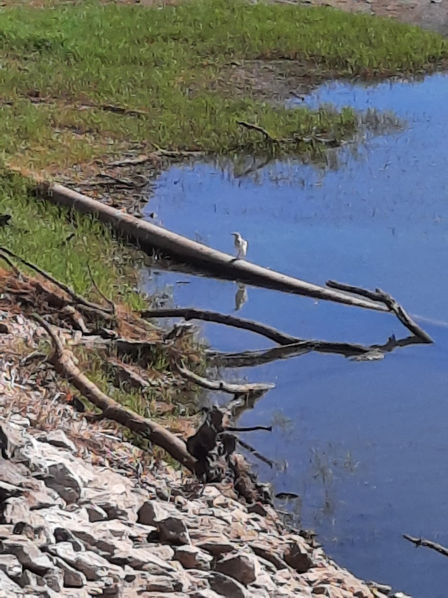 Squacco Heron - ML623424630
