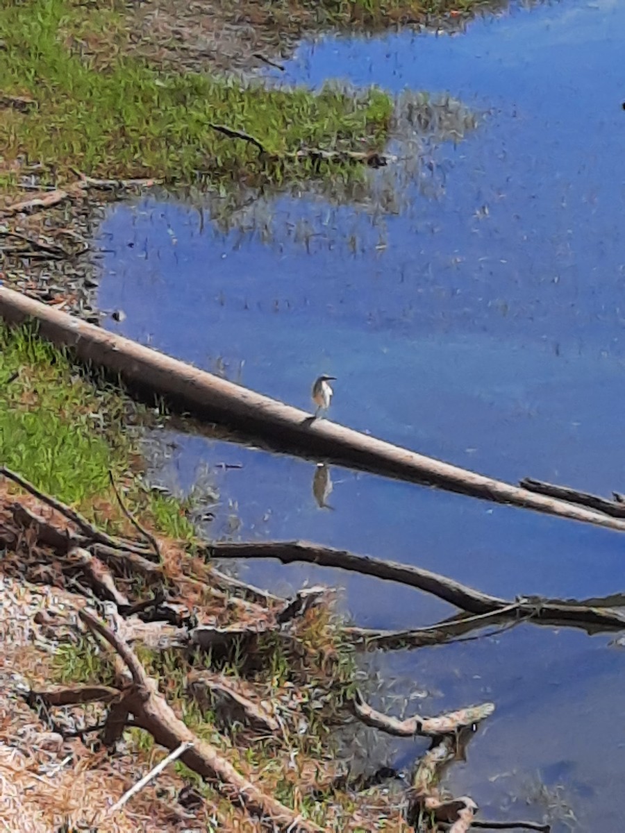 Squacco Heron - ML623424631