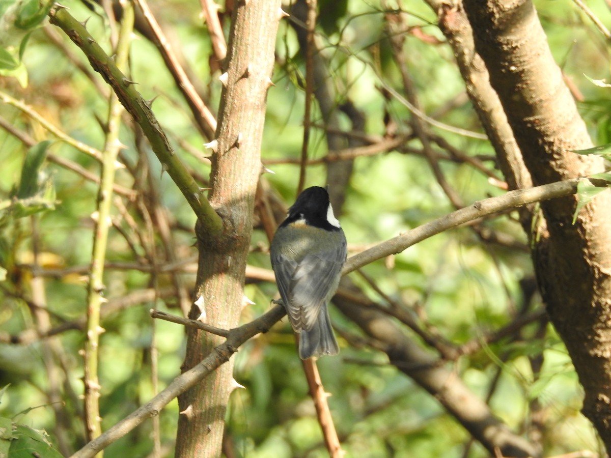 Rufous-naped Tit - Azan Karam