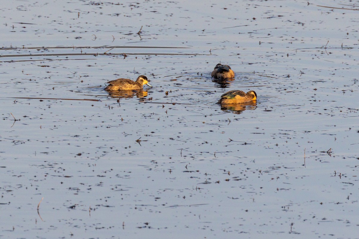 Blue-billed Teal - ML623424642