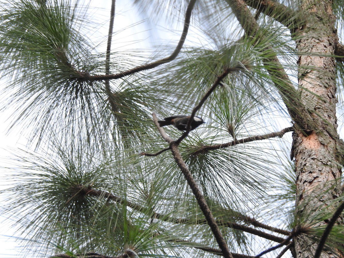 Rufous-naped Tit - ML623424646