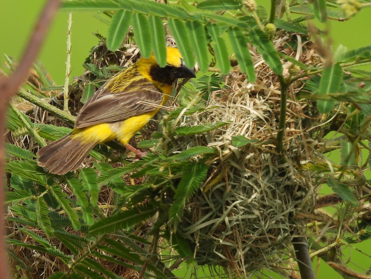 Asian Golden Weaver - ML623424673