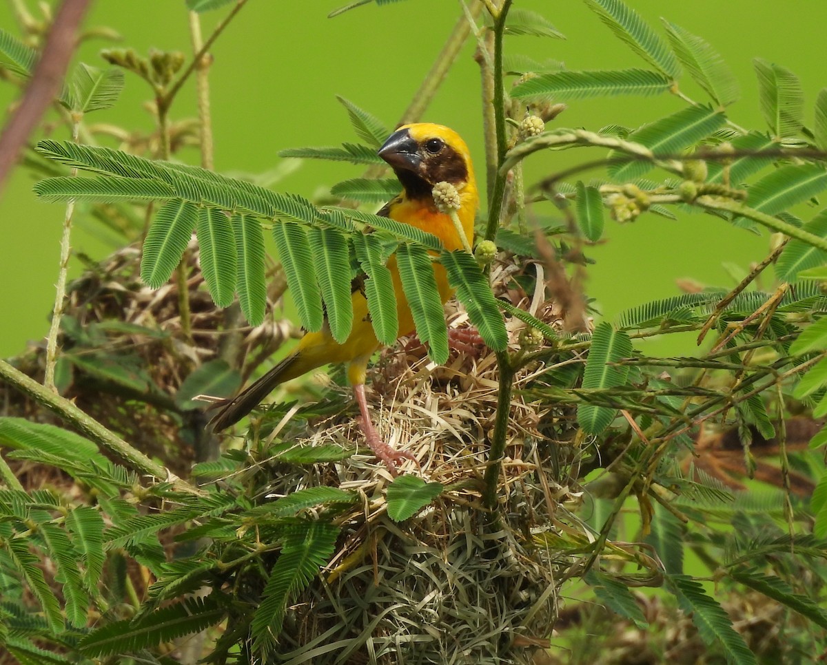 Asian Golden Weaver - ML623424687