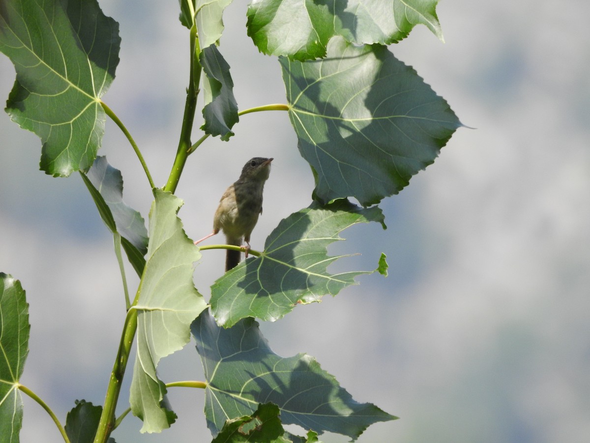 Himalayan Prinia - ML623424699