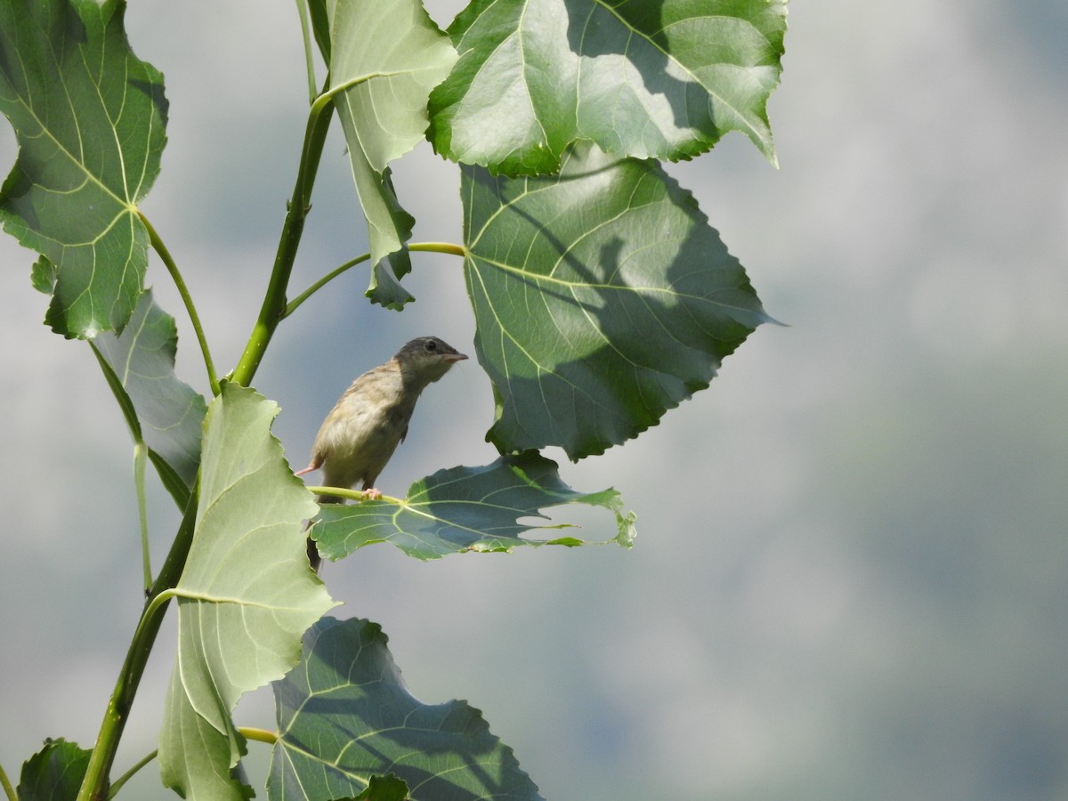 Himalayan Prinia - ML623424700