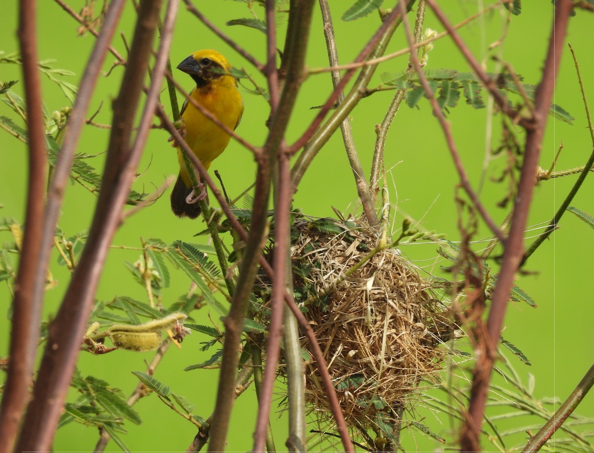 Asian Golden Weaver - ML623424704