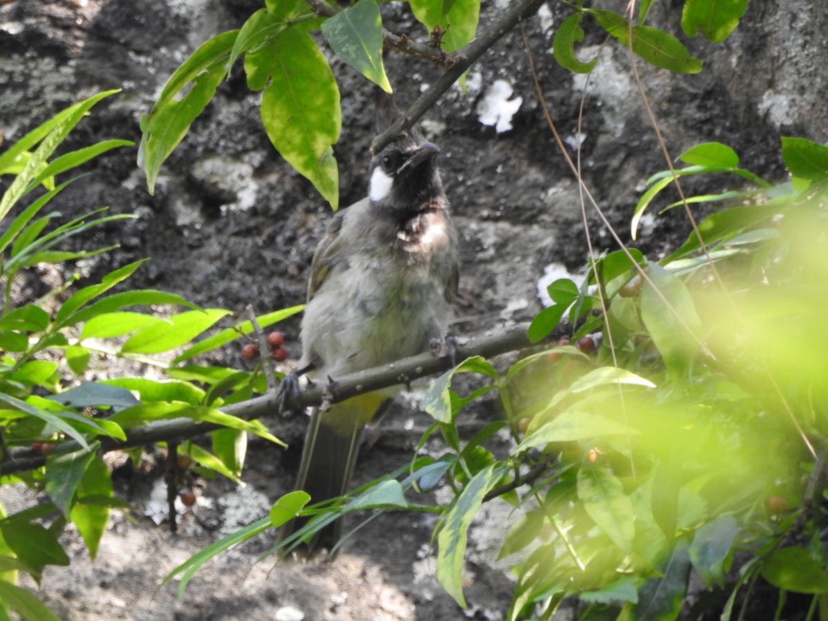 Himalayan Bulbul - ML623424711