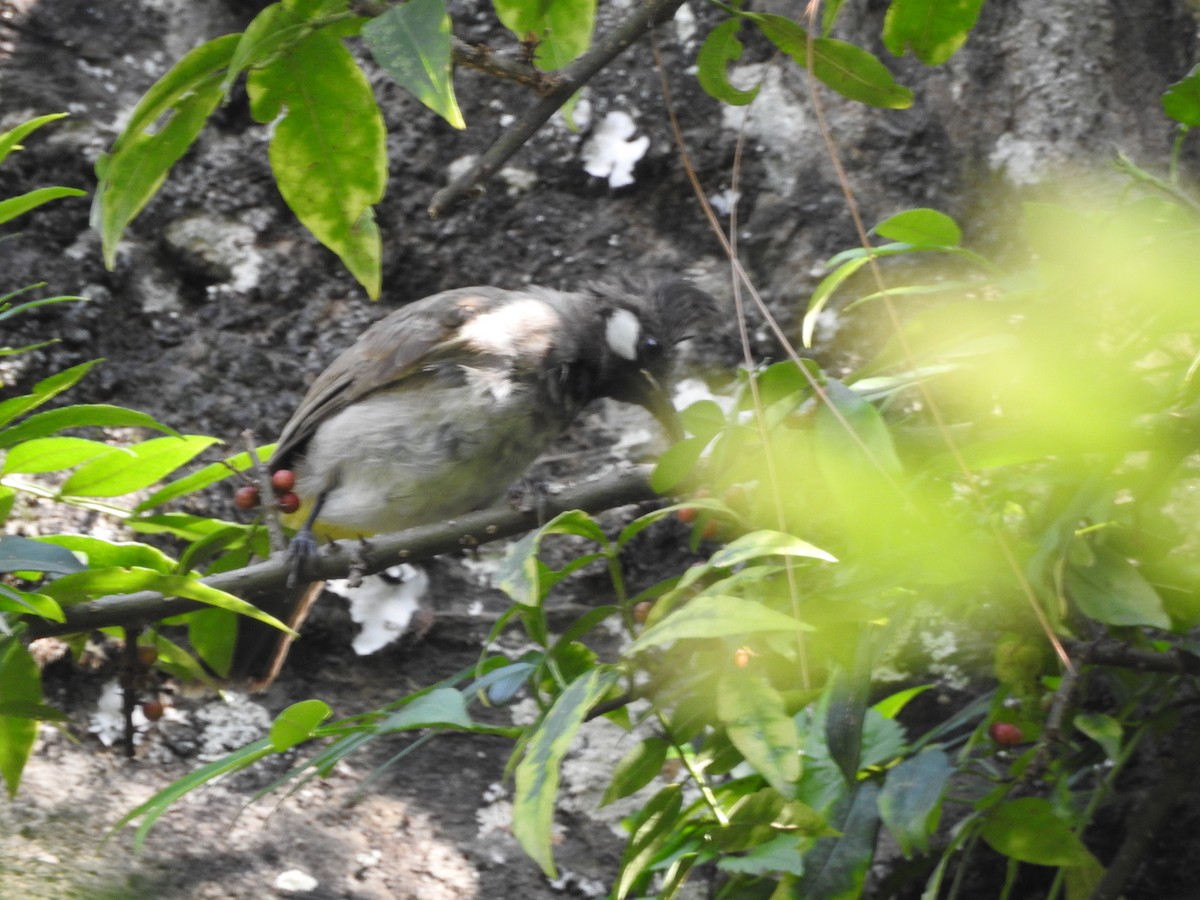 Himalayan Bulbul - ML623424712