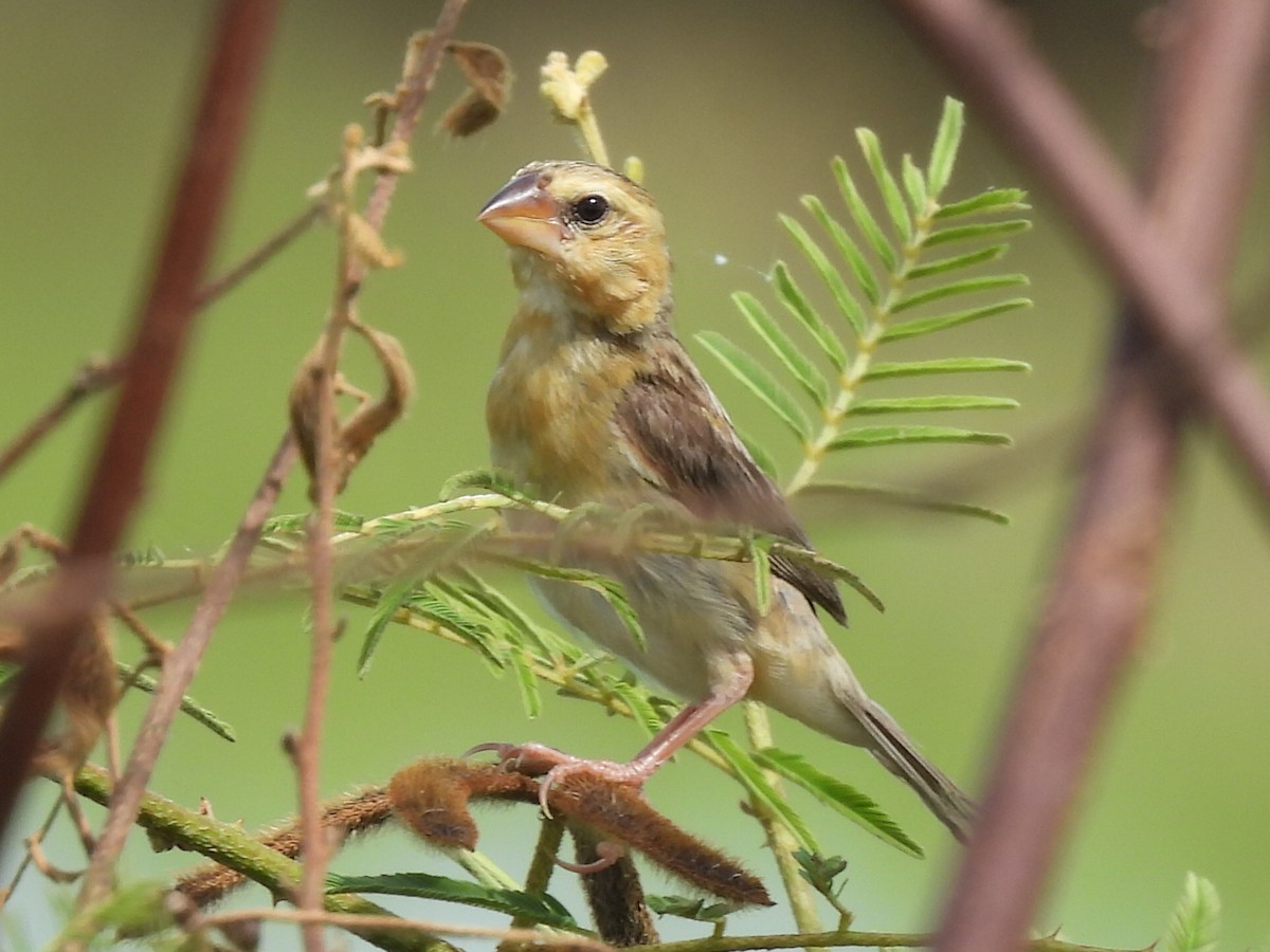 Asian Golden Weaver - ML623424713