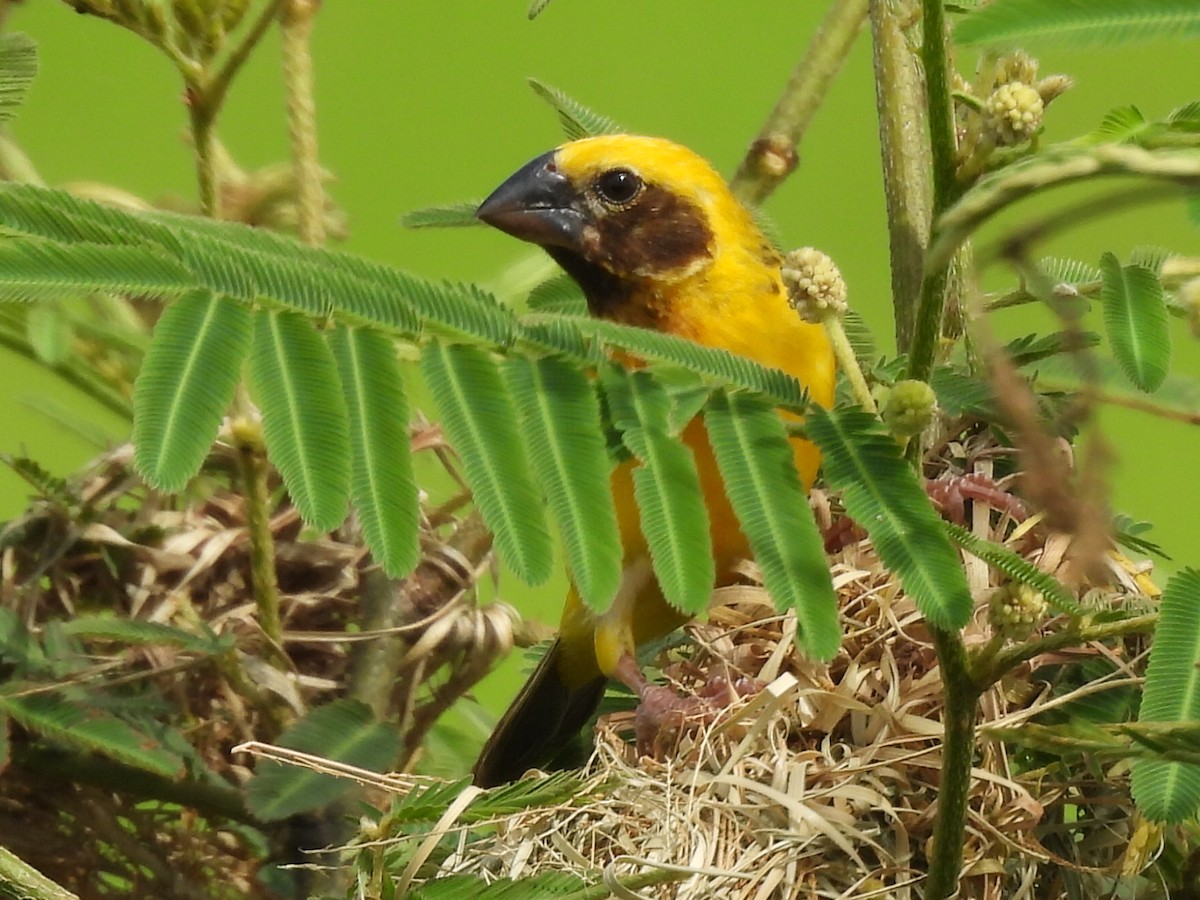 Asian Golden Weaver - Gerald Moore