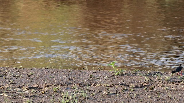 Black Crake - ML623424724