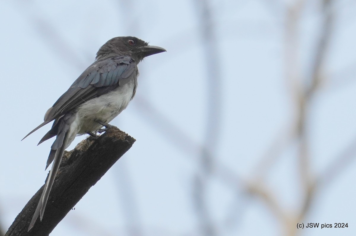 White-bellied Drongo - ML623424735