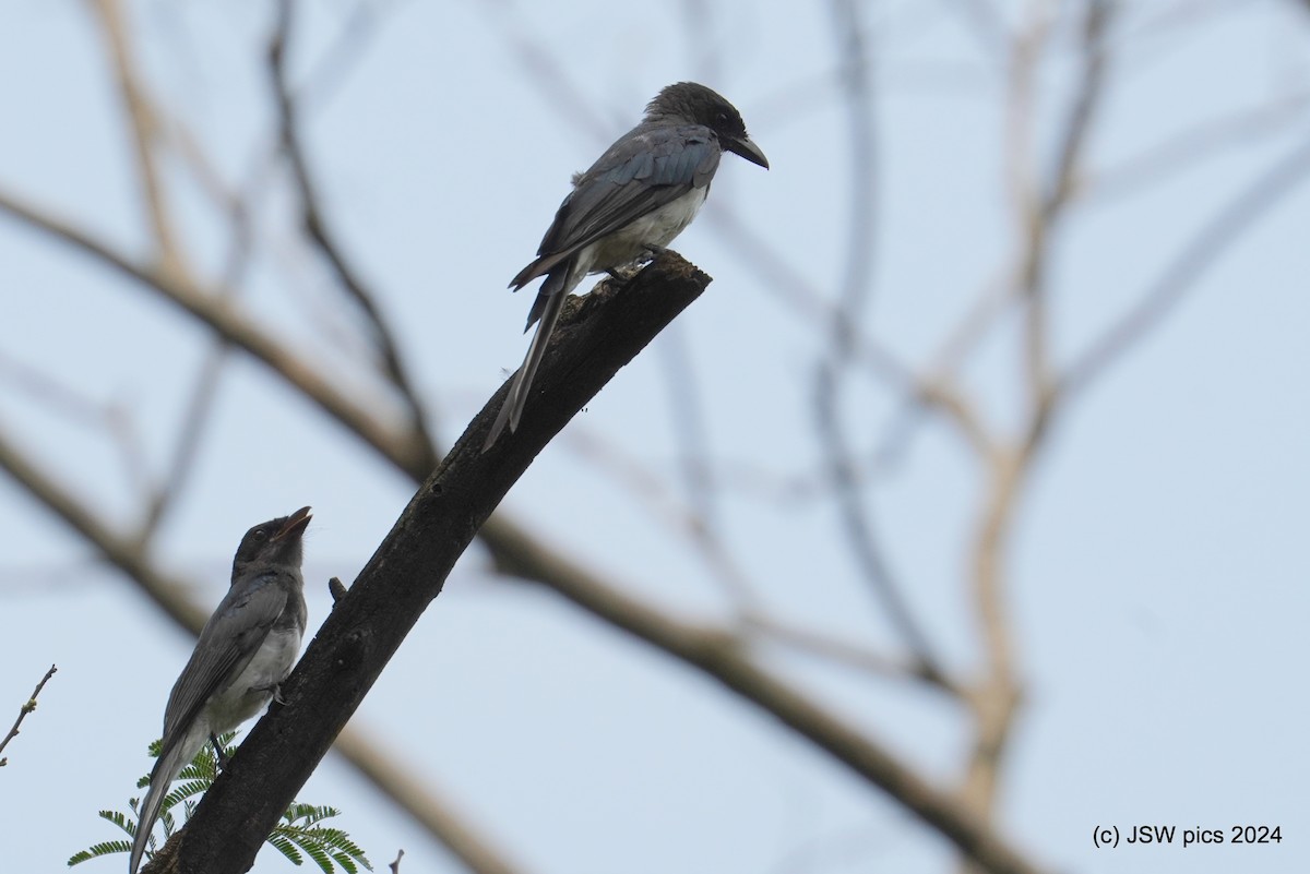 White-bellied Drongo - ML623424736