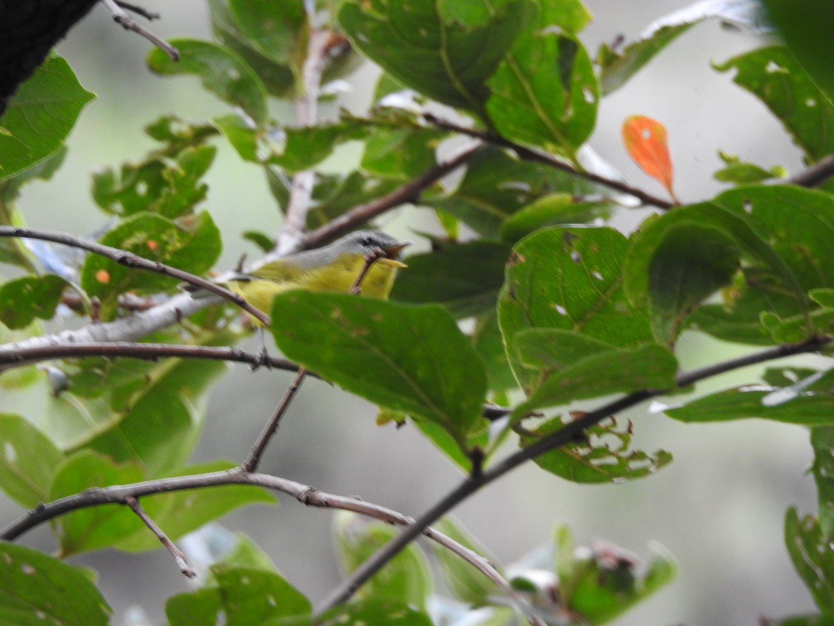 Gray-hooded Warbler - ML623424751