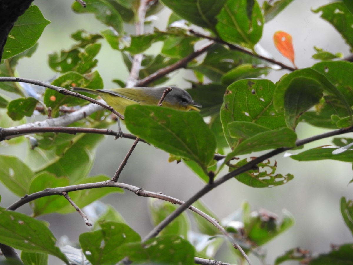 Gray-hooded Warbler - ML623424752