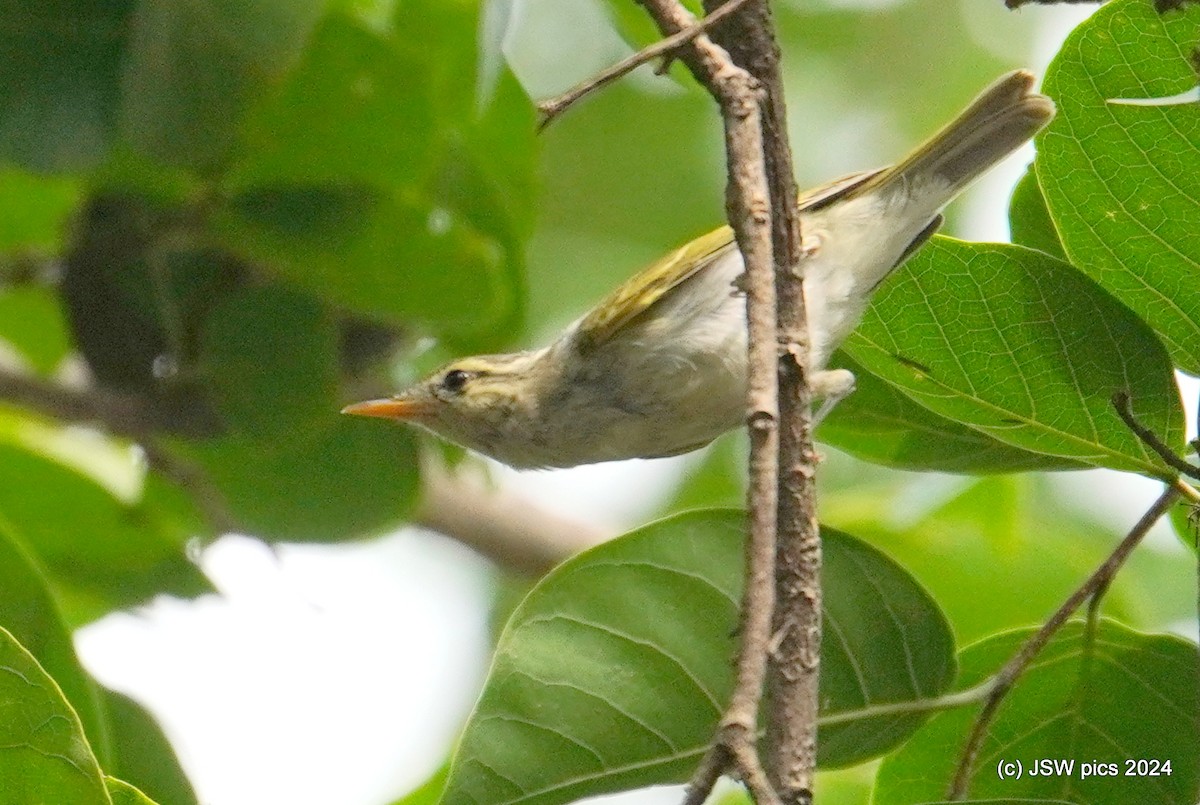 Western Crowned Warbler - ML623424769