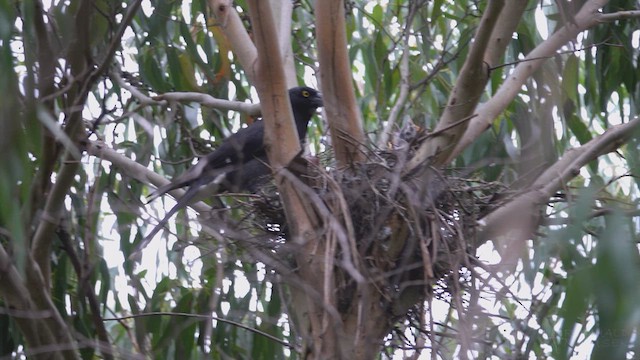 Pied Currawong - ML623424784