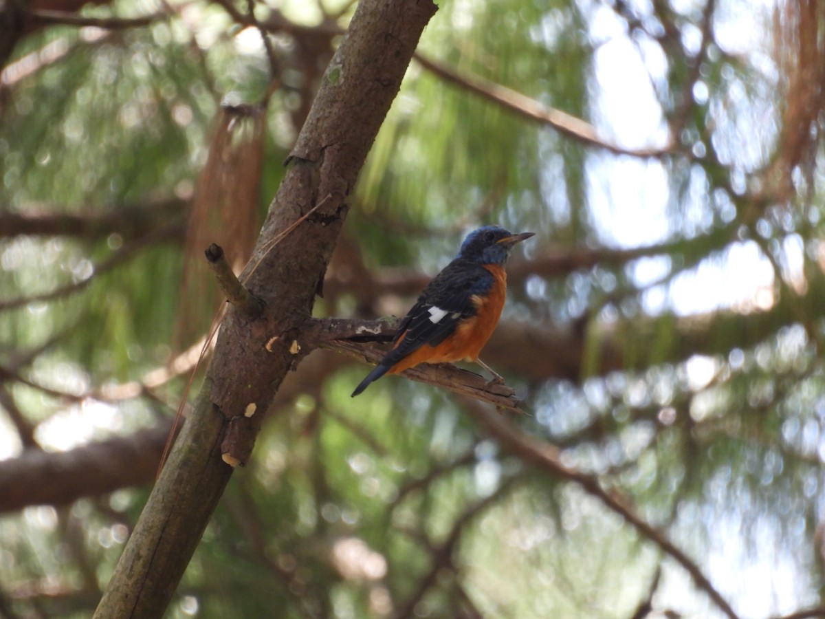 Blue-capped Rock-Thrush - ML623424863