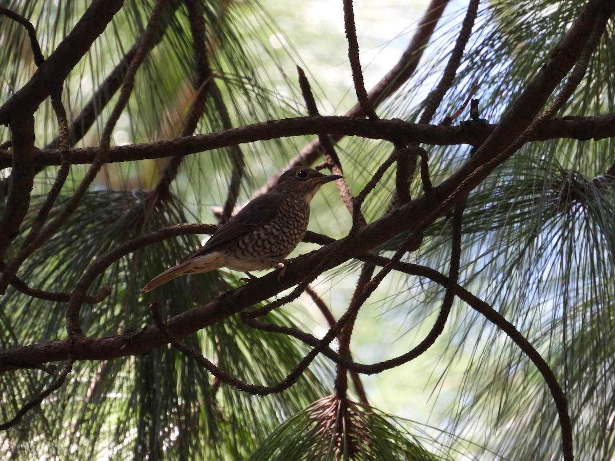 Blue-capped Rock-Thrush - ML623424869